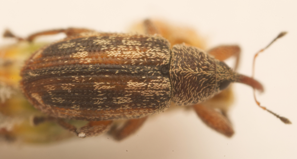 Misophrice variabilis