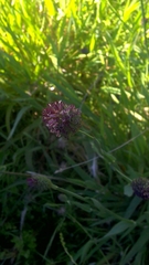 Phalaris californica