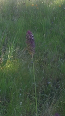 Phalaris californica