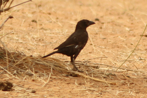 White-billed Buffalo-Weaver