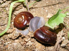 Glyptostoma gabrielense