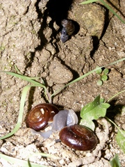 Glyptostoma gabrielense