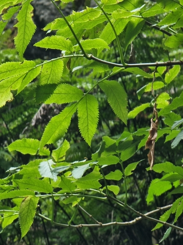 Sambucus lanceolata (Sambucus lanceolata)