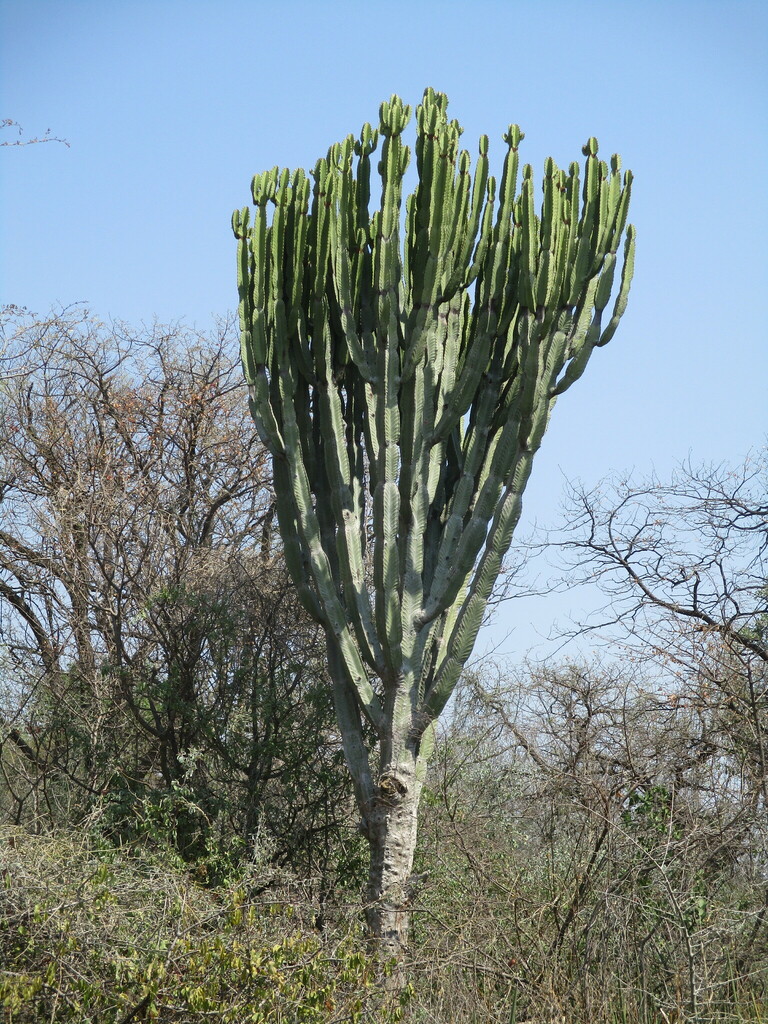 Common Tree Euphorbia from Zambezi Region, Namibia on October 22, 2023 ...