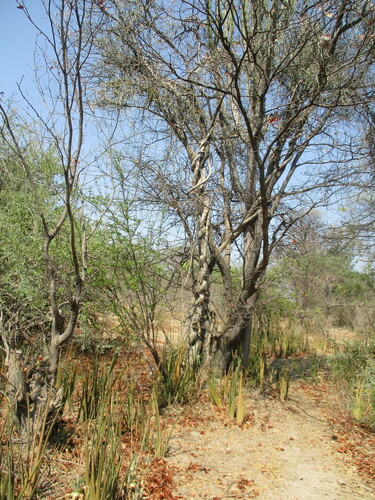 Image of Fockea multiflora by no rights reserved