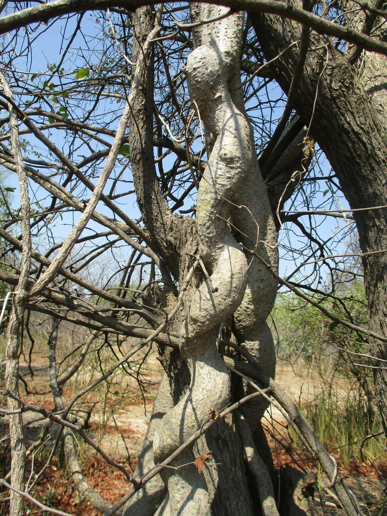Fockea multiflora, Zambezi Region, Namibia