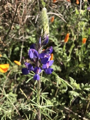 Lupinus benthamii