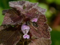 Toxomerus marginatus