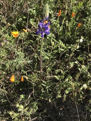Lupinus benthamii