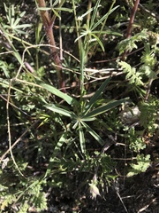 Lupinus benthamii