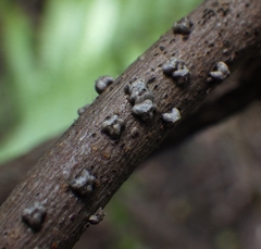 Paratachardina pseudolobata