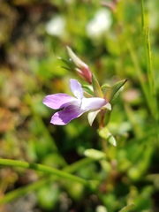 Collinsia sparsiflora collina