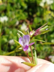 Collinsia sparsiflora collina