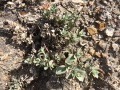 Atriplex leucophylla
