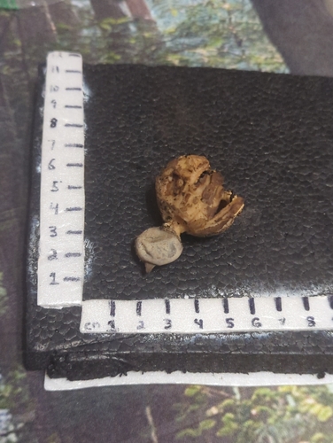 Geastrum pectinatum