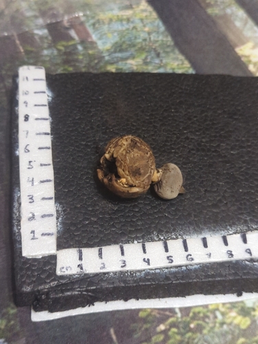 Geastrum pectinatum (Photo 2 of 2)