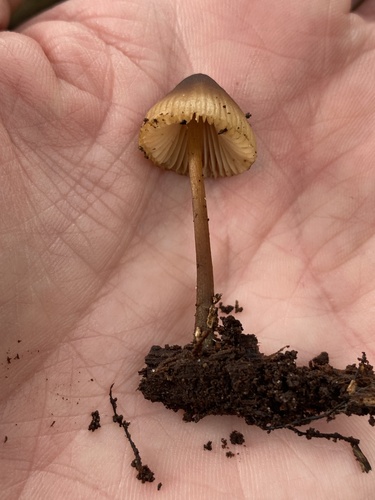 Mycena inclinata (Photo 2 of 2)