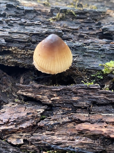 Mycena inclinata