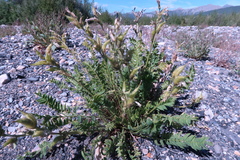 Oxytropis borealis viscida