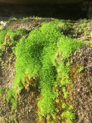Stellaria fontinalis