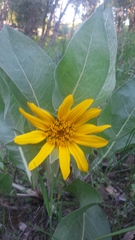 Wyethia
