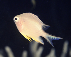 Amblyglyphidodon leucogaster