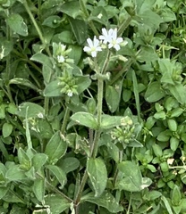 Cerastium glomeratum