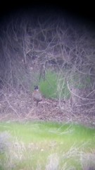 Phasianus colchicus torquatus