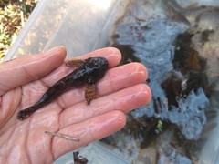 Cottus gobio