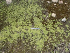 Callitriche marginata