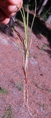 Carex garberi