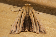 Ichneutica sulcana