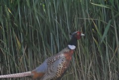 Phasianus colchicus torquatus