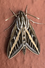 Hyles lineata