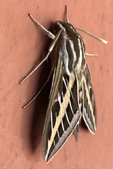Hyles lineata