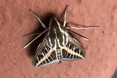 Hyles lineata