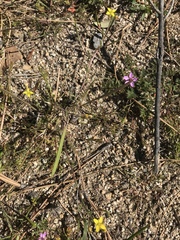 Tropidocarpum gracile