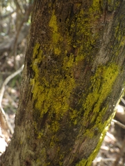 Arthoniomycetes