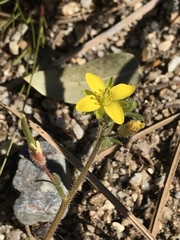Tropidocarpum gracile
