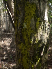 Arthoniomycetes