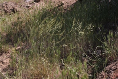 Melica imperfecta