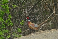 Phasianus colchicus torquatus