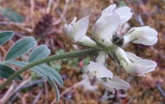 Astragalus australis