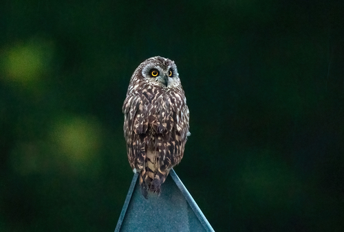 Búho campestre (Asio flammeus)