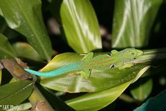 Phelsuma quadriocellata