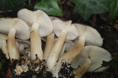 Lyophyllum decastes — no rights reserved