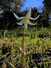 Erythronium multiscapideum