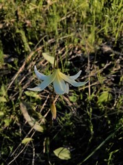 Erythronium multiscapideum