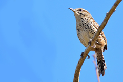 Campylorhynchus gularis