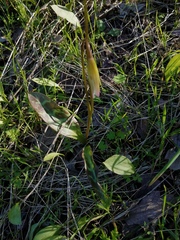 Erythronium multiscapideum